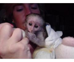 Bebe mono capuchino para su adopción por bebe mono capuchino para su adopción