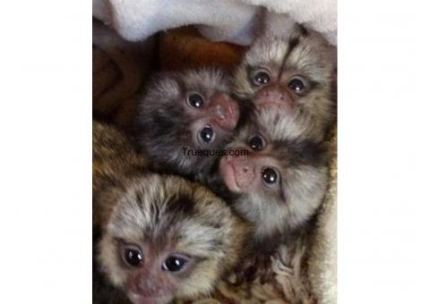 Bebé monos tití pigmeo disposible por bebé monos tití pigmeo disposible
