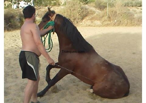 Caballo castaño por mula mecanica 18cv