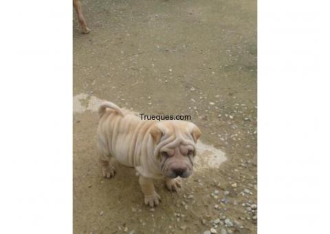 Cachorros sharpey por coche o fugoneta